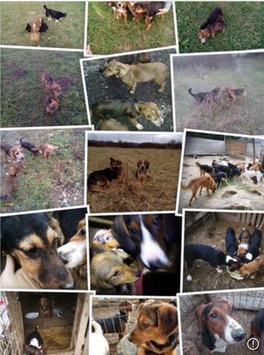 The Stray Dog Crisis in Bosnia: A Growing Concern