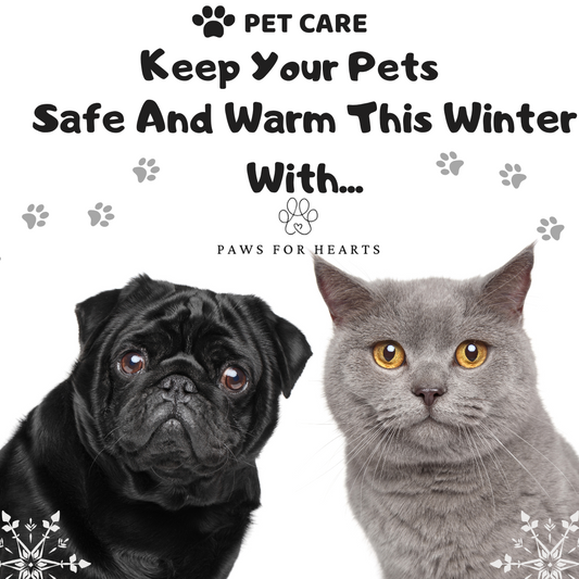 Keeping Your Pets Safe and Cozy This Winter