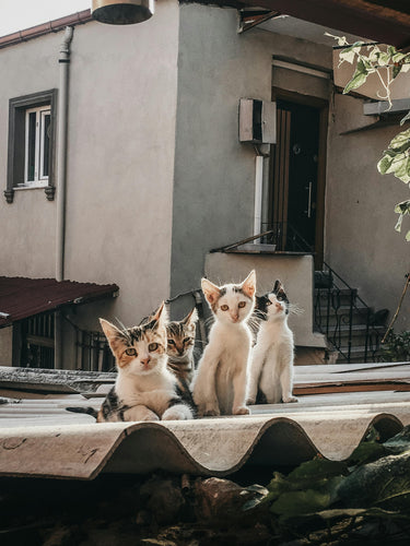 The Stray Cat Crisis: How We Can Help Our Feline Friends